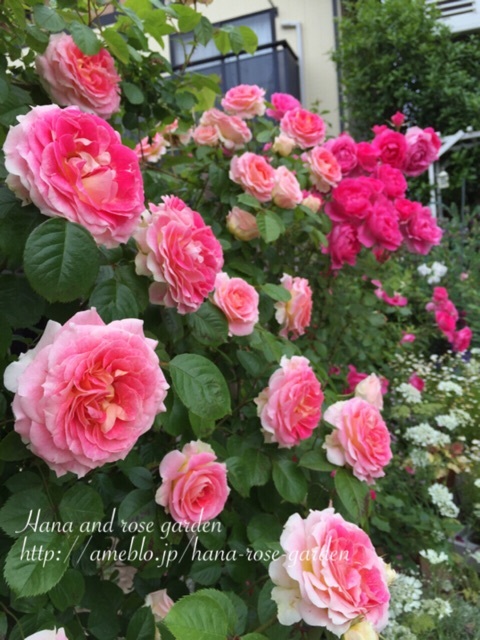 {8A1DB26B-2775-4D61-A4CB-9A768CF29A9A:01}