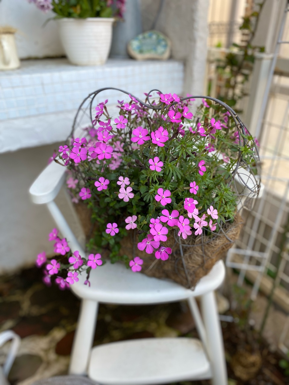 スモークツリーの綺麗な葉と紫陽花の目覚め｜3回目ワクチン発熱 : の