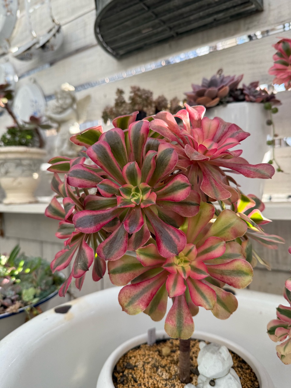 アデニウム 濃いピンク 初春を彩るアスターティアとピンクのペラルゴニウムの寄せ植え