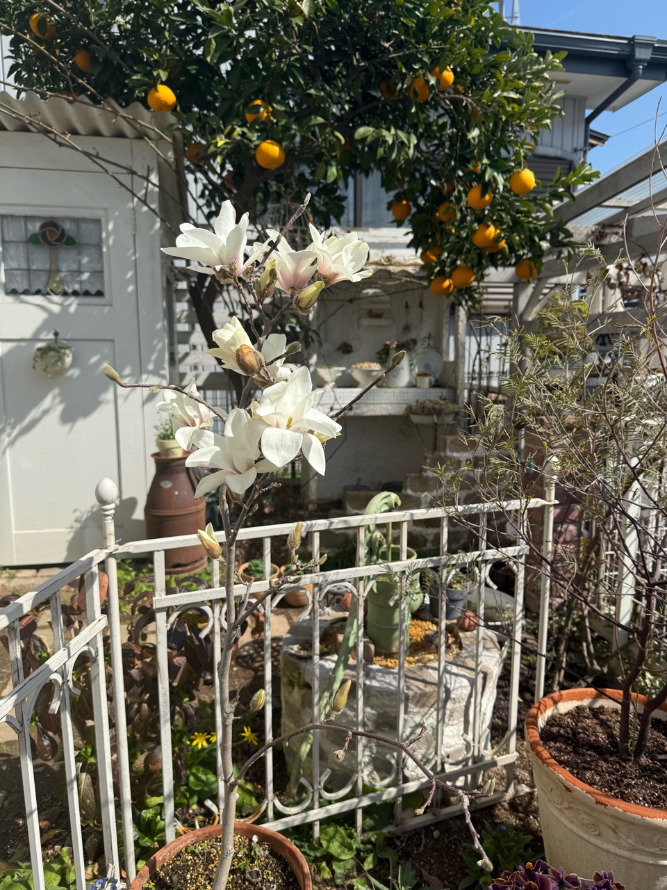 木蓮 : のばらのガーデニングブログ Hana and Rose Garden+ Powered by