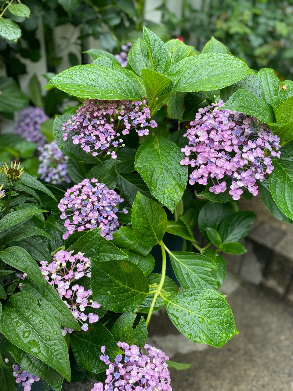ちょっと変わった花弁の おたふく紫陽花 ブラックベリーが色づいてきました のばらのガーデニングブログ Hana And Rose Garden Powered By ライブドアブログ ちょっと変わった花弁の おたふく紫陽花 ブラックベリーが色づいてきました のばらのガーデニングブログ Hana And Rose Garden Powered By ライブドアブログ