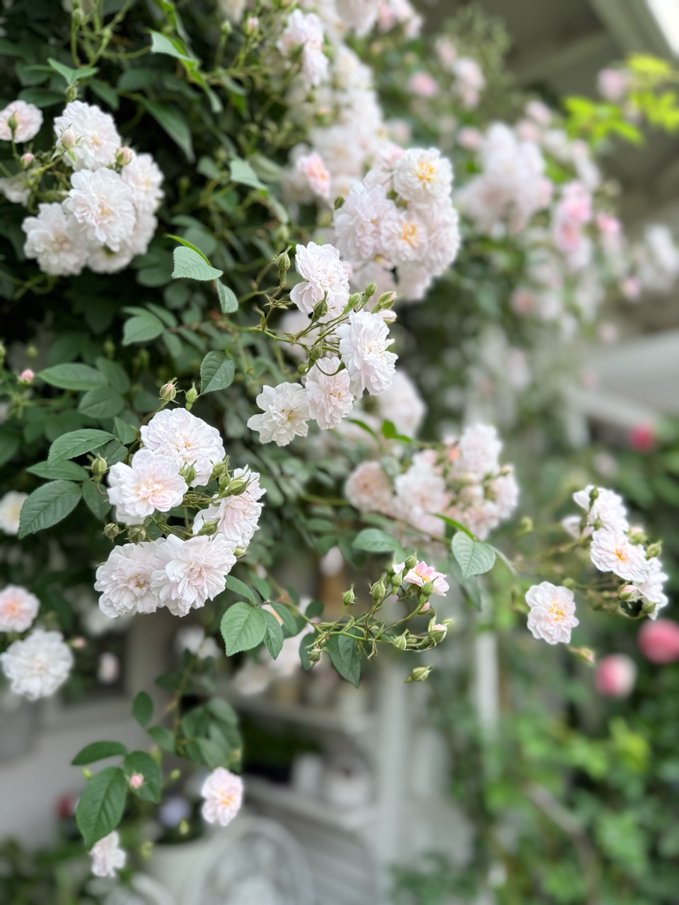 ランブラーローズ静かに咲き始める｜雨水だけで育てた紫陽花の色は