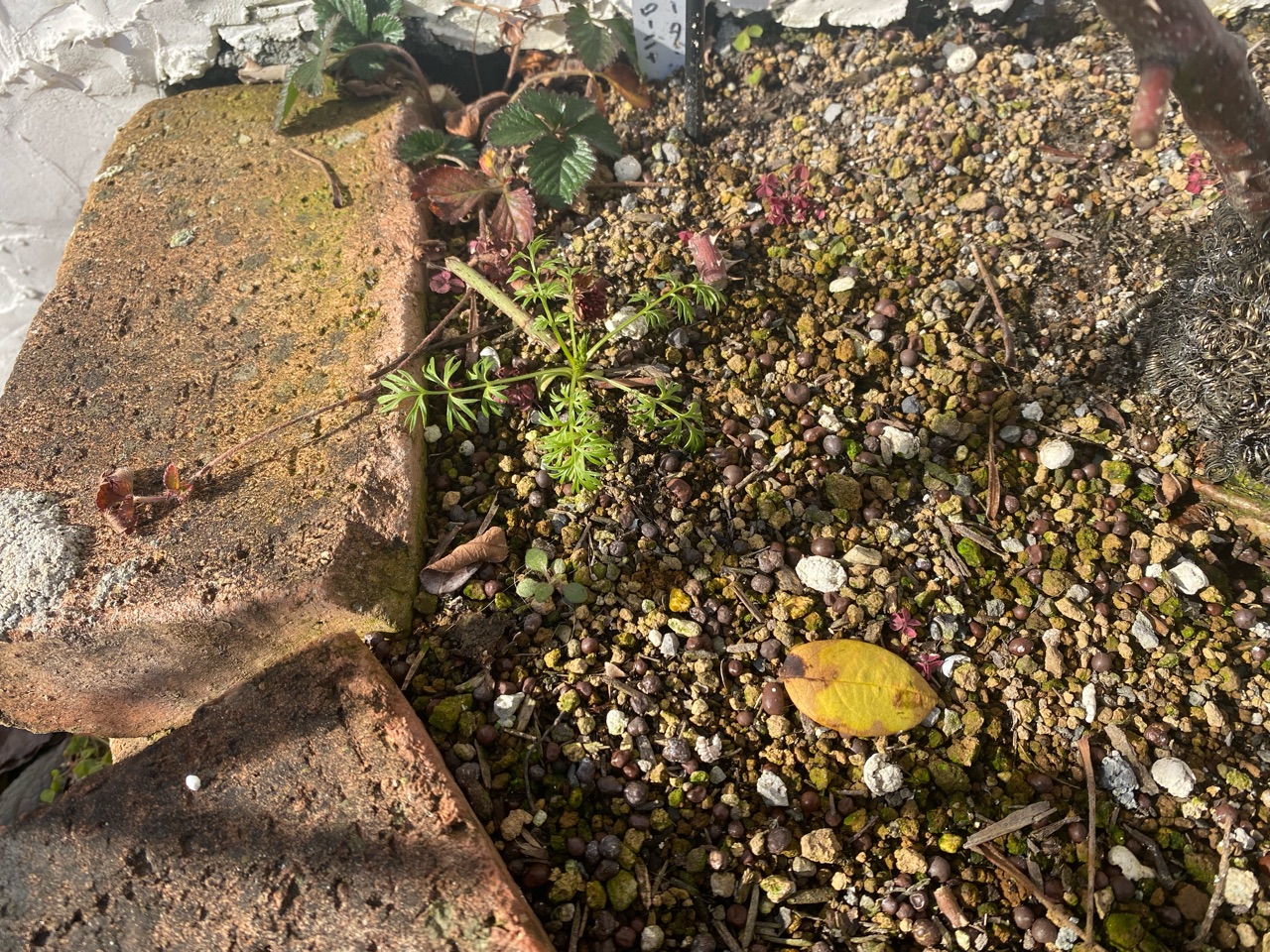 バラの寒肥 のばらのガーデニングブログ Hana And Rose Garden Powered By ライブドアブログ