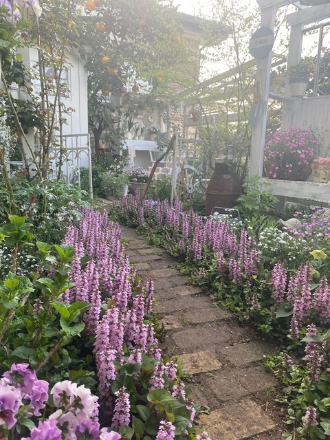 優しく香る秋のバラと草花 - ナチュラルガーデニング日和