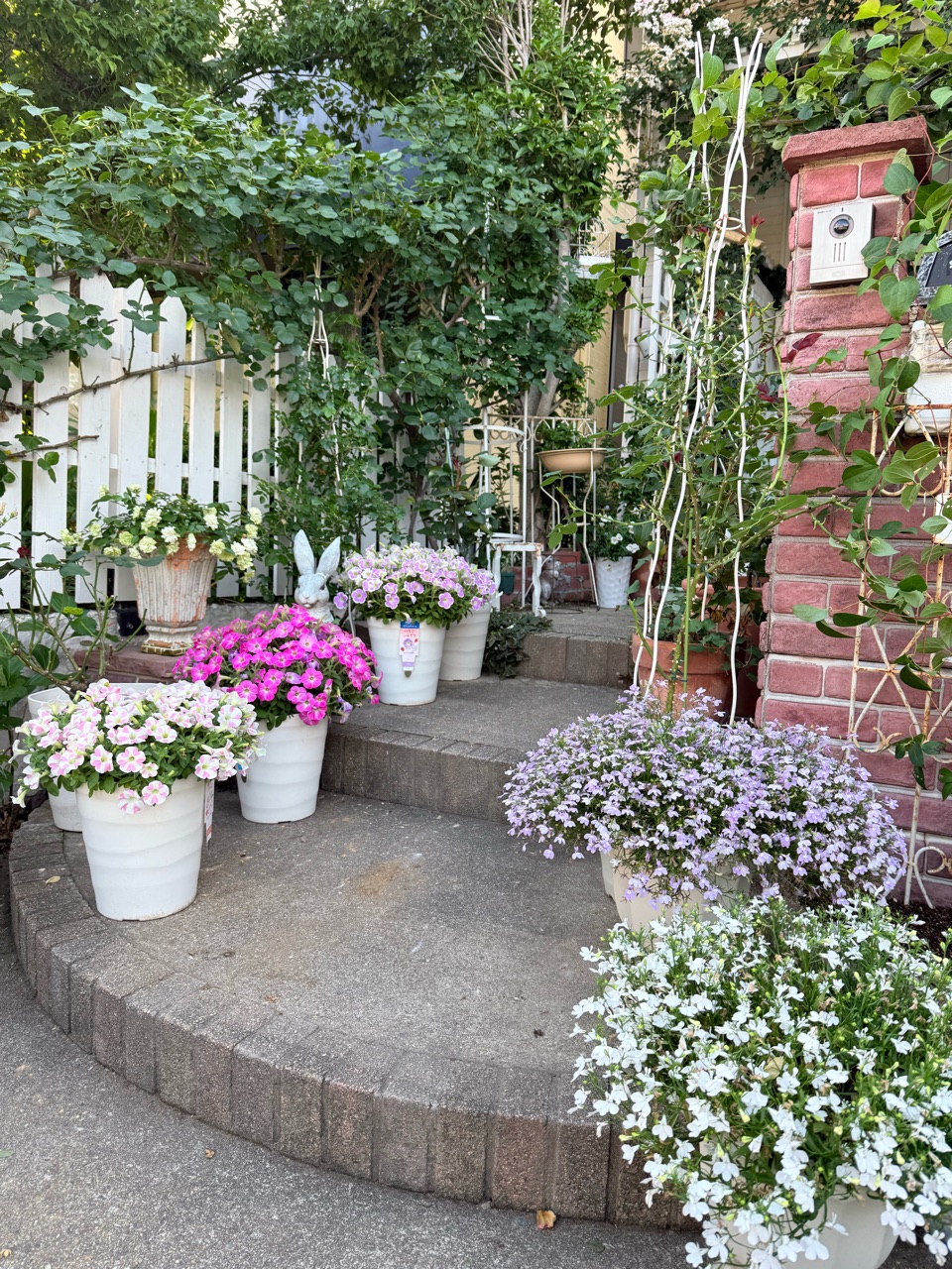 庭をサッパリさせました｜夜かおる夜香木 : のばらのガーデニング