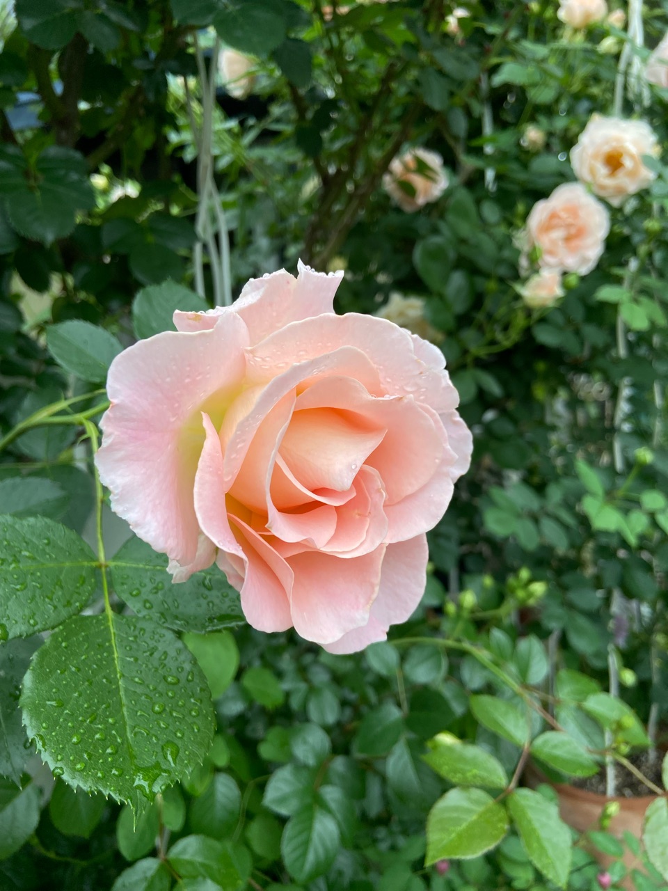 早咲きのツルバラ4回目の春を迎えた“ロココ”の成長 : のばらの