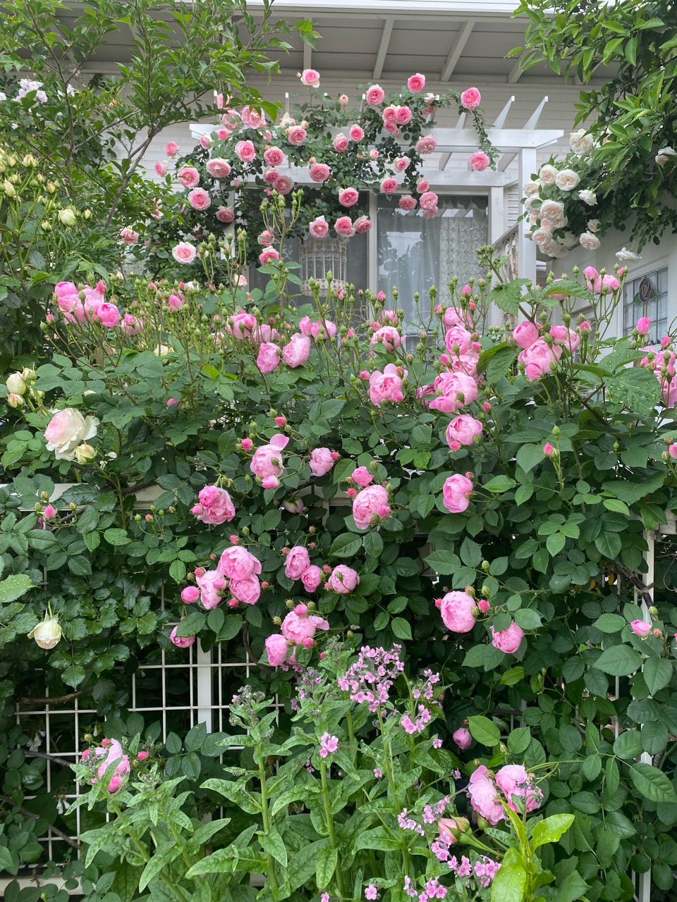 つるバラ大輪with小輪 ピエールドゥロンサールとローブリッター のばらのガーデニングブログ Hana And Rose Garden Powered By ライブドアブログ