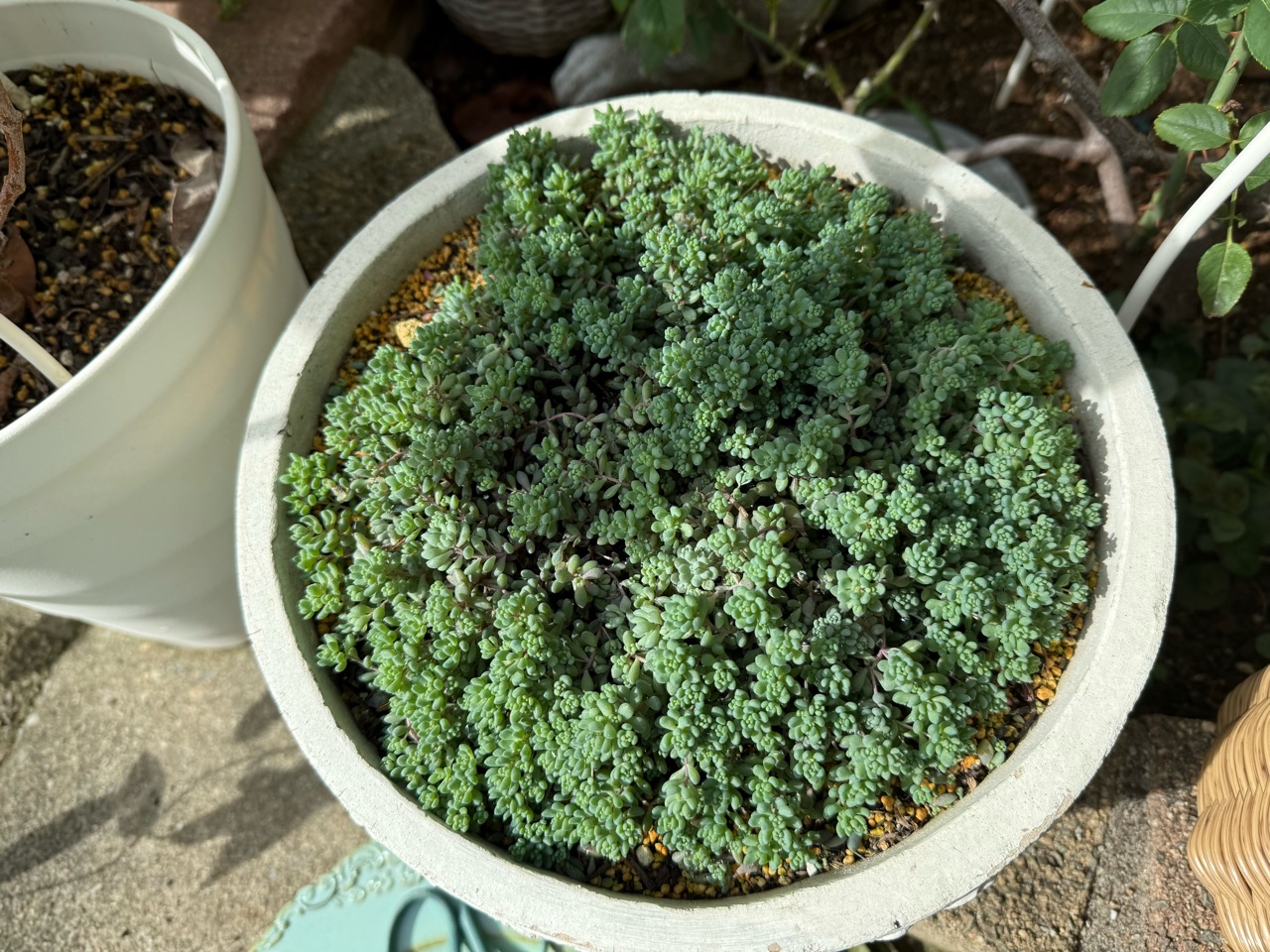 くまこさま　ローズセダム　　4 くまこさま ローズセダム 4 可愛い 多肉 植物
