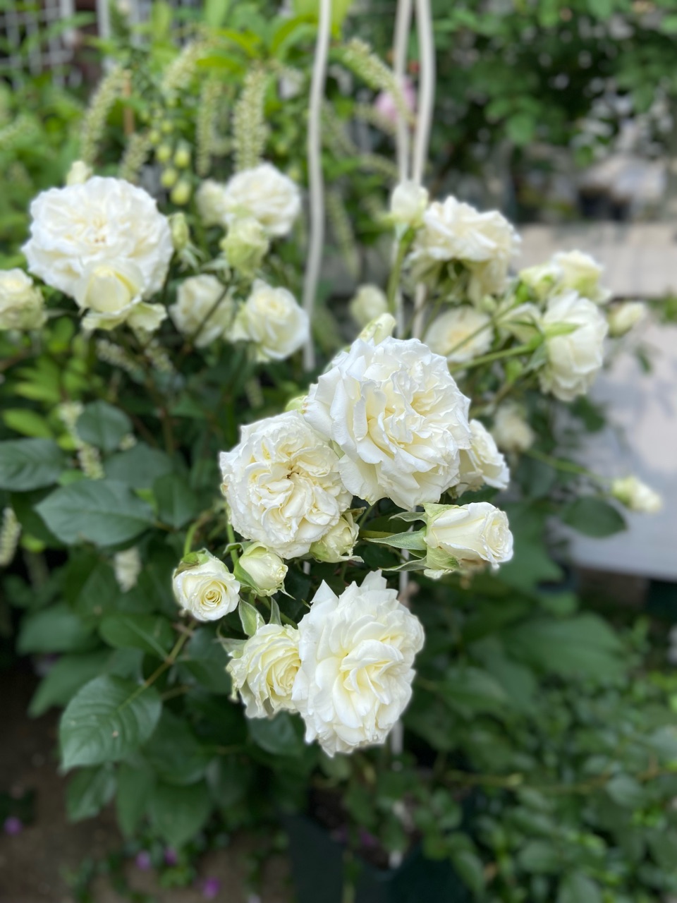 未発表の薔薇〜薔薇好きさんと共有したい〜 : のばらの