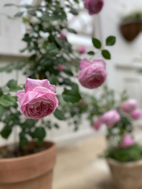 *来年楽しみたいバラ「ナエマ」&「スピリットオブフリーダム」 : のばらのガーデニングブログ Hana and Rose Garden+ ...