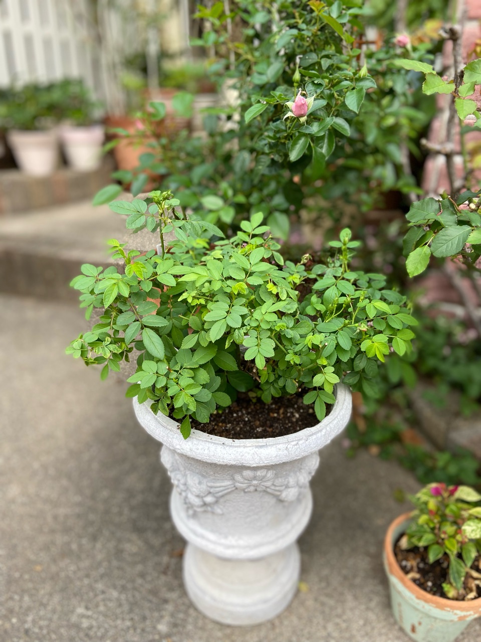 秋薔薇】雑草の中に埋もれていたバラを再生！美しい花が咲きました