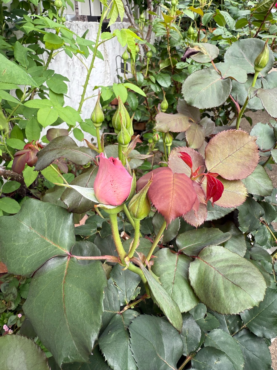 バラのシーズン到来((´∀｀*))♪ : のばらのガーデニングブログ Hana