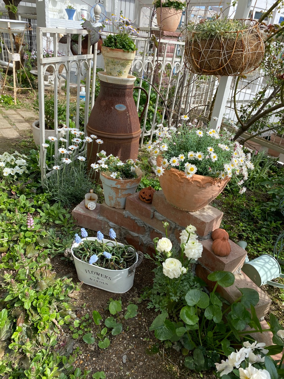 綺麗な青い花 フィレオフィラ モモイロタンポポが のばらのガーデニングブログ Hana And Rose Garden Powered By ライブドアブログ