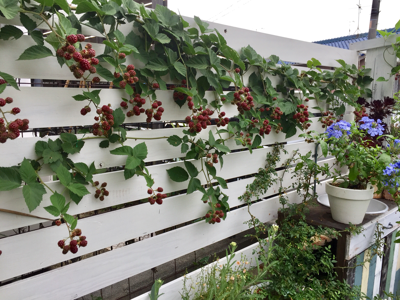 庭のブラックベリーで果実酒を作る のばらのガーデニングブログ Hana And Rose Garden Powered By ライブドアブログ