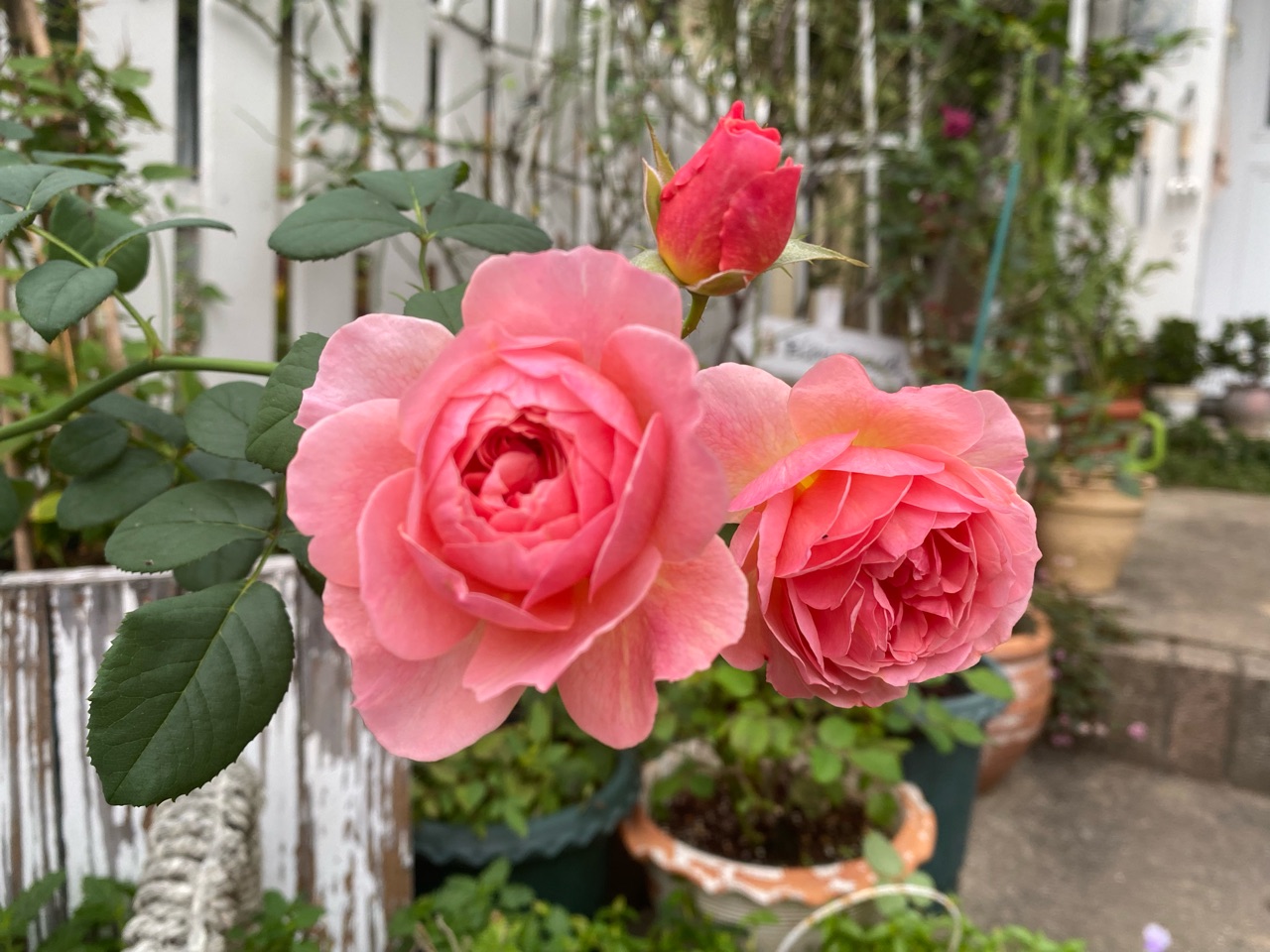 かおりかざりが華やかに咲いています トレニア切り戻し後 のばらのガーデニングブログ Hana And Rose Garden Powered By ライブドアブログ