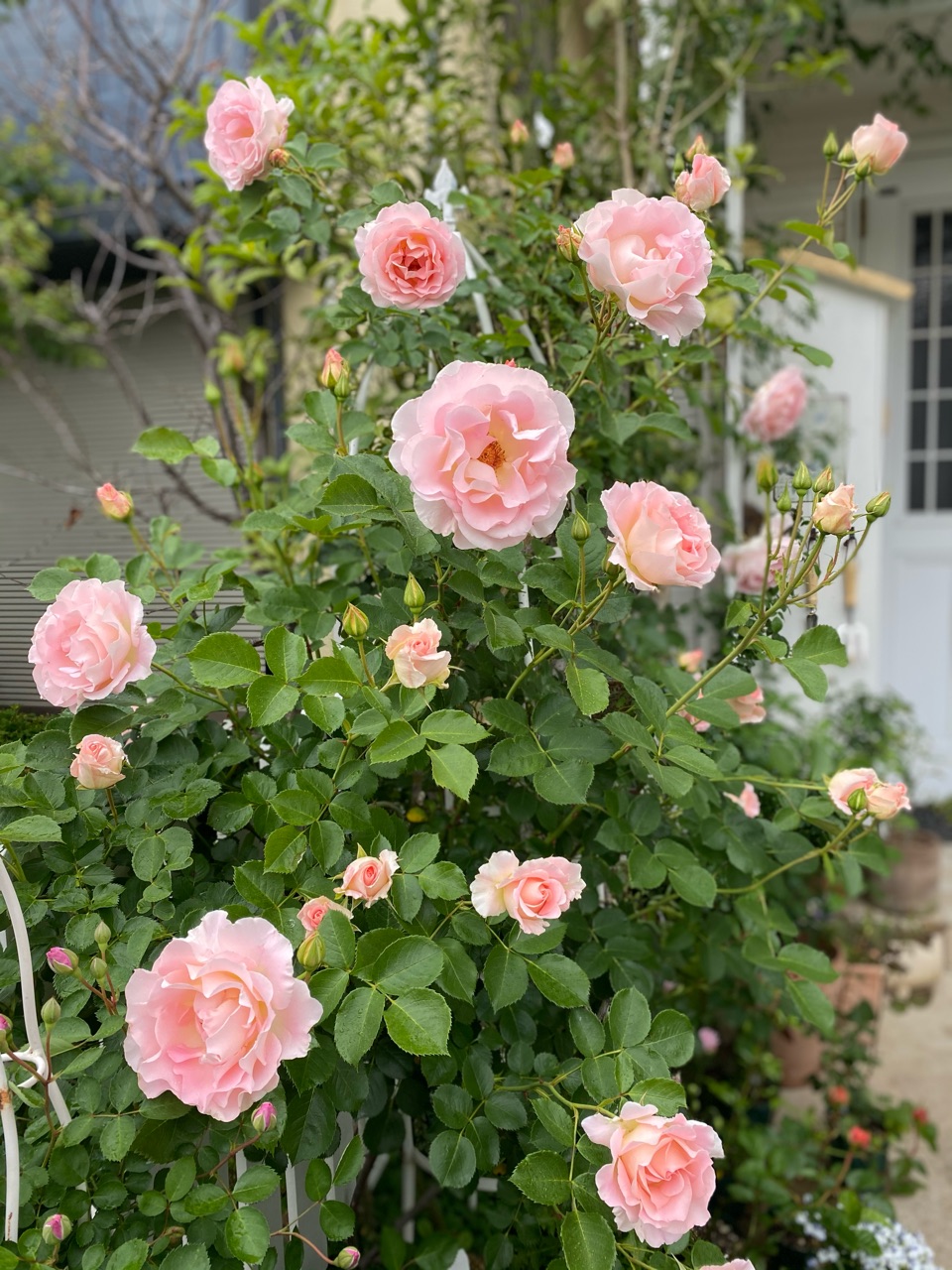 ロココがあまりにも美しくて のばらのガーデニングブログ Hana And Rose Garden Powered By ライブドアブログ
