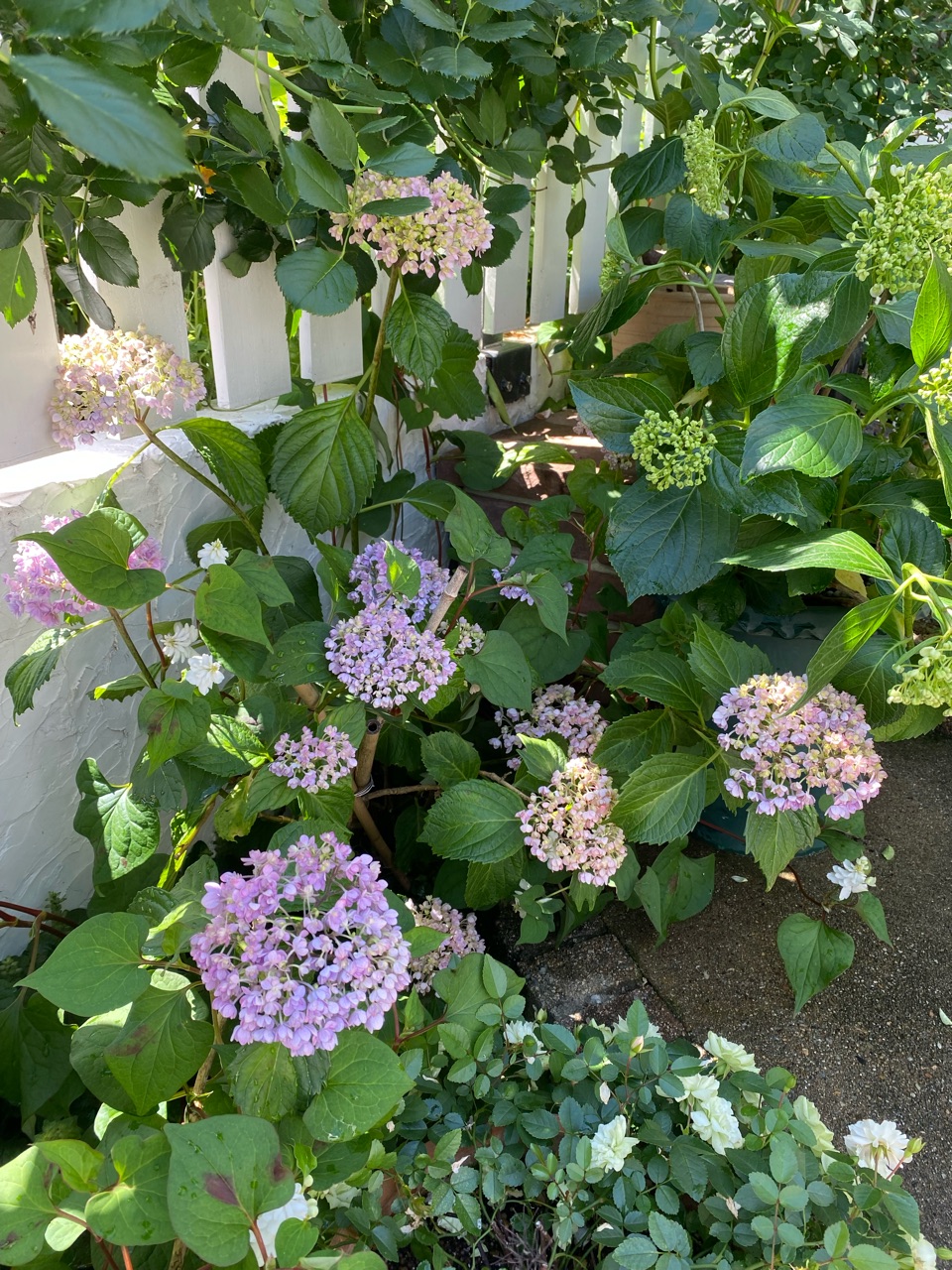 紫陽花の庭へ アプローチに紫陽花を並べました バラ2番花 のばらのガーデニングブログ Hana And Rose Garden Powered By ライブドアブログ 紫陽花の庭へ アプローチに紫陽花を並べました バラ2番花 のばらのガーデニングブログ Hana And Rose Garden Powered By ライブドアブログ