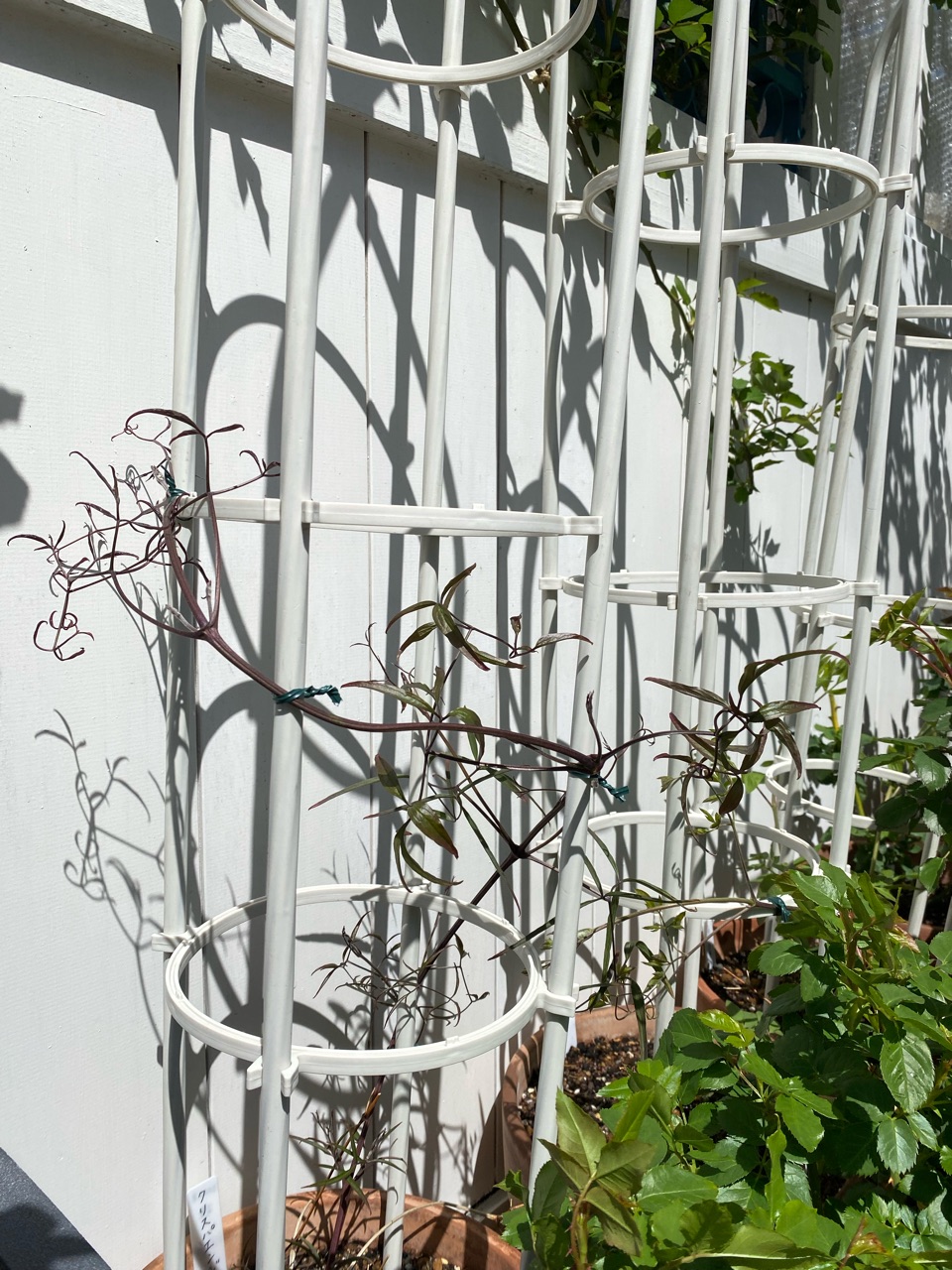 ぐんぐん伸びるクレマチス 突然枯れたクレマチス のばらのガーデニングブログ Hana And Rose Garden Powered By ライブドアブログ