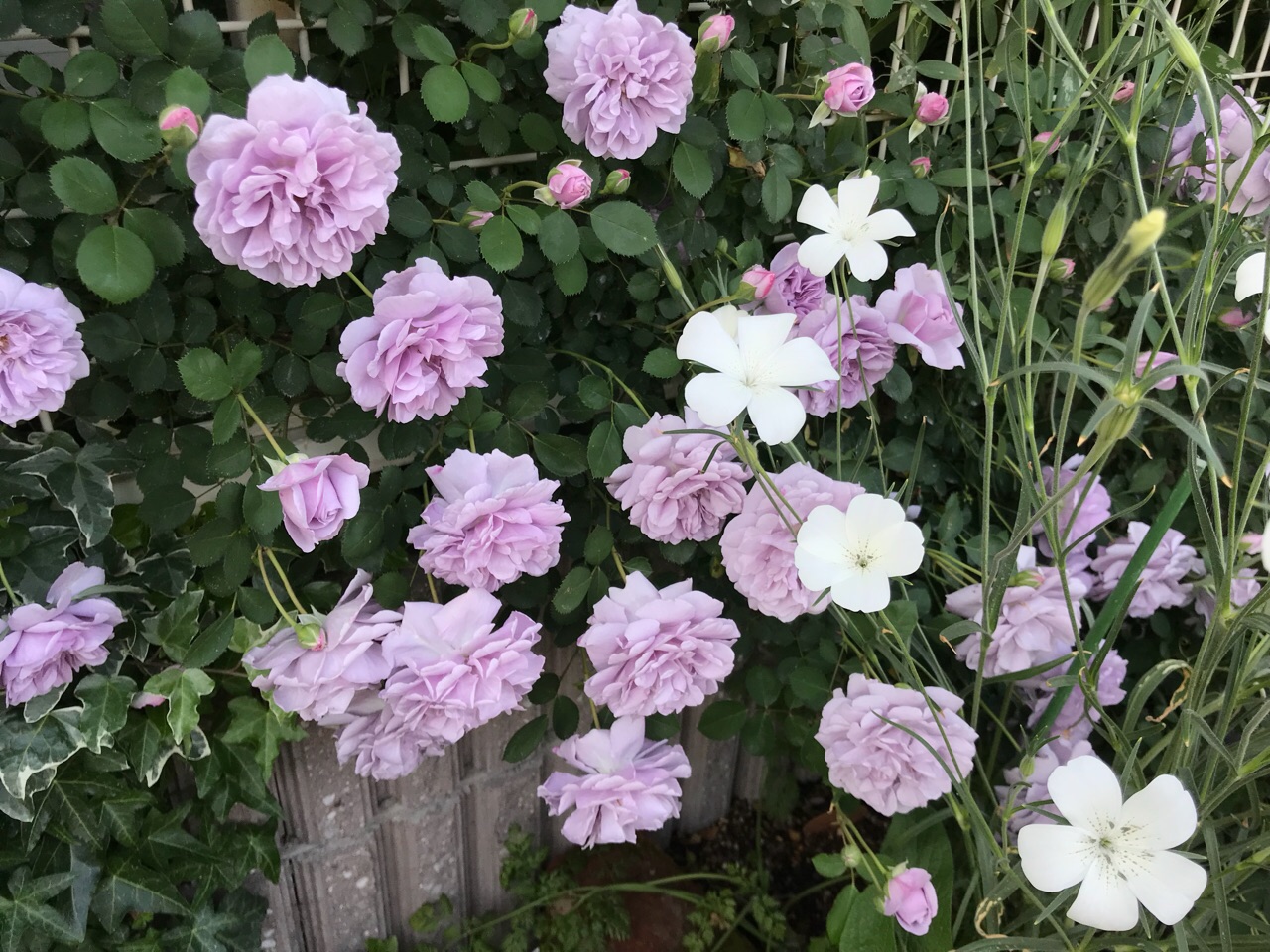 レイニーブルー 猛暑でも美しく咲く四季咲きのつるバラ のばらのガーデニングブログ Hana And Rose Garden Powered By ライブドアブログ