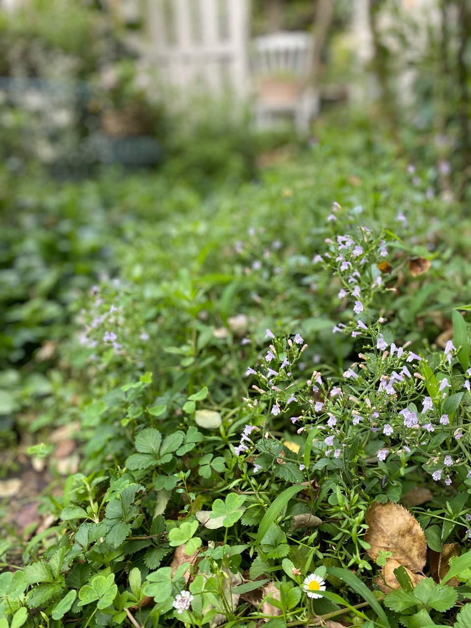 カラミンサ癒しの香り 懐かしい のばらのガーデニングブログ Hana And Rose Garden Powered By ライブドアブログ