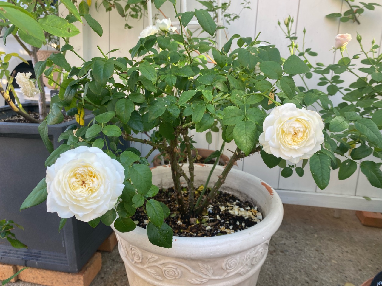 切り花を挿し木したバラが綺麗に咲きました のばらのガーデニングブログ Hana And Rose Garden Powered By ライブドアブログ 切り花を挿し木したバラが綺麗に咲きました のばらのガーデニングブログ Hana And Rose Garden Powered By ライブドアブログ