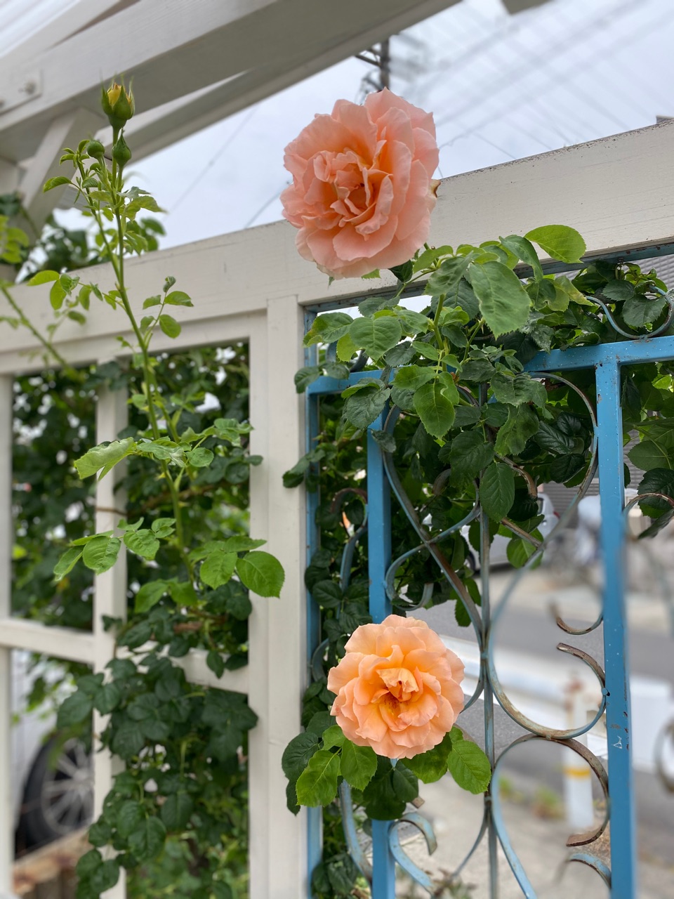 ポルカがまた咲き始めました ピンクのトレニア のばらのガーデニングブログ Hana And Rose Garden Powered By ライブドアブログ ポルカがまた咲き始めました ピンクのトレニア のばらのガーデニングブログ Hana And Rose Garden Powered By ライブドアブログ