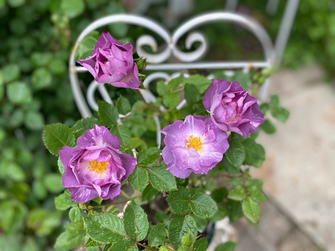 挿木の正体はブルーフォーユーでした！ : のばらのガーデニングブログ