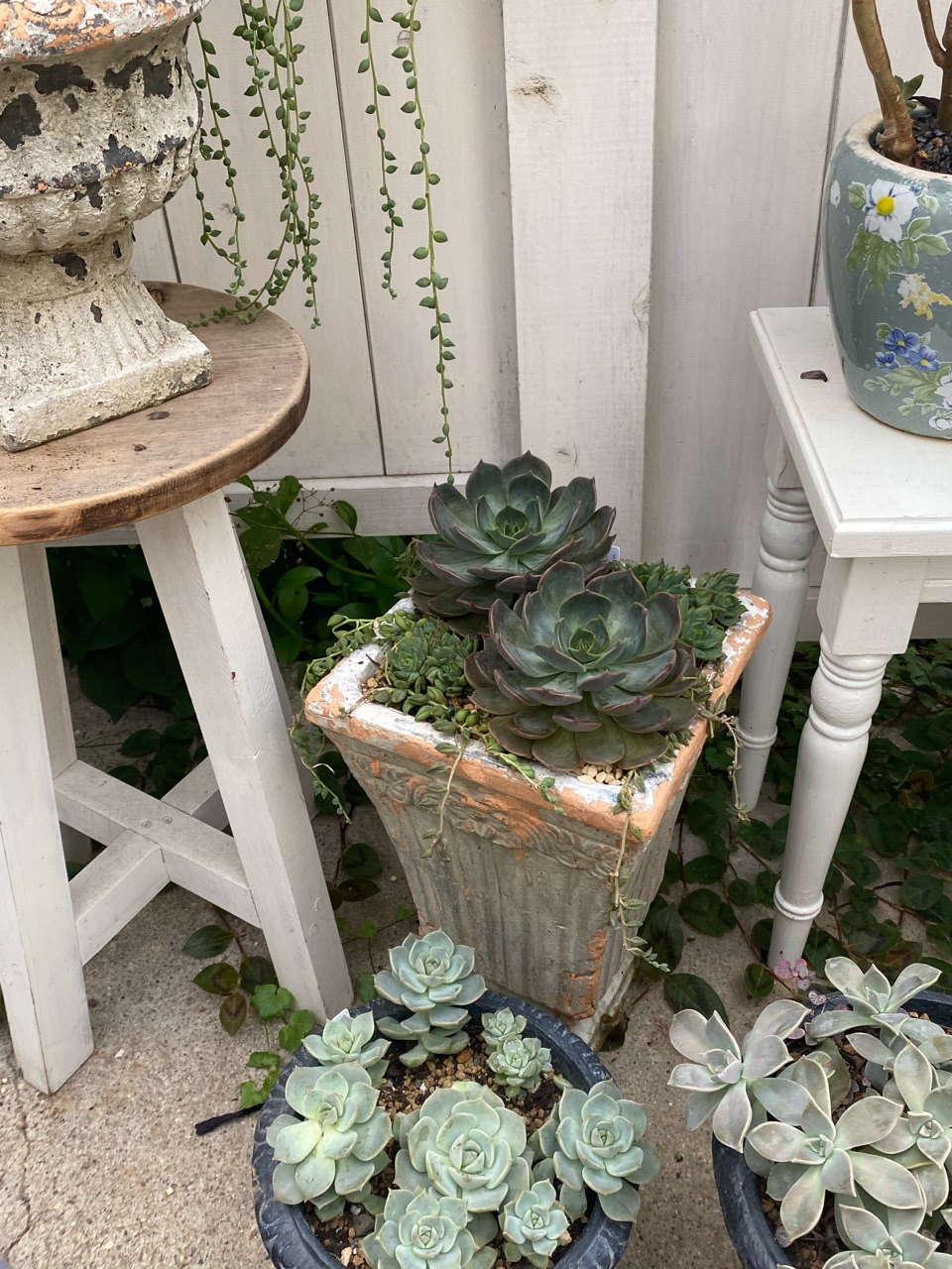 エケベリア echeveria カバーオールジャケット ovy