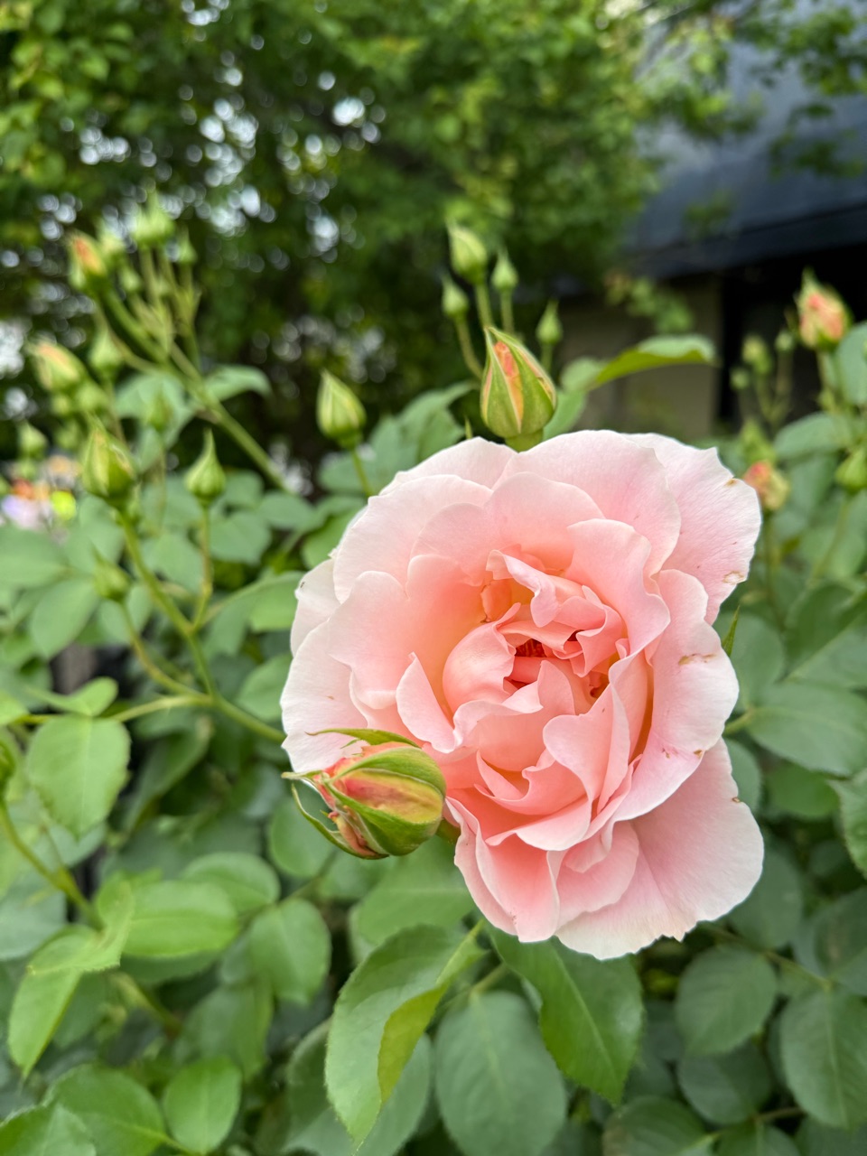 只今10種類のバラが開花宣言しました！ : のばらのガーデニング