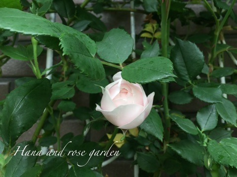 {434F3463-6756-4F9F-9EF8-E370FF33189A}