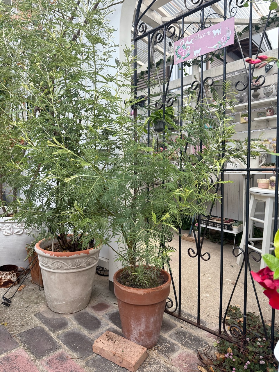 ミモザアカシア / 647 アカシア「ミモザ」 | tokyo_shokubutsu_zufu