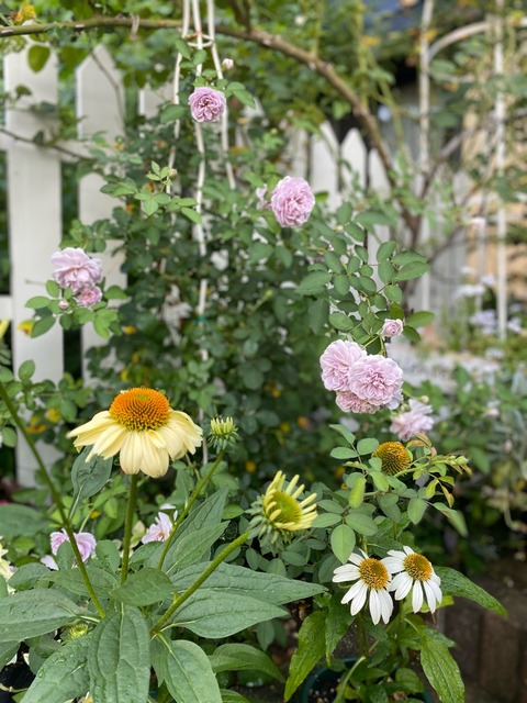優しく咲く淡い色の花…レイニーブルーとエキナセア : のばらの