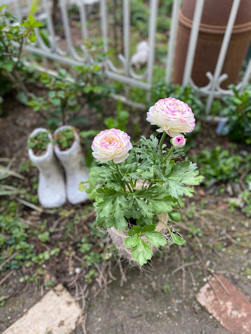 ローダンセマム 苗♡かわいいお庭♡ガーデン ガーデニング 春