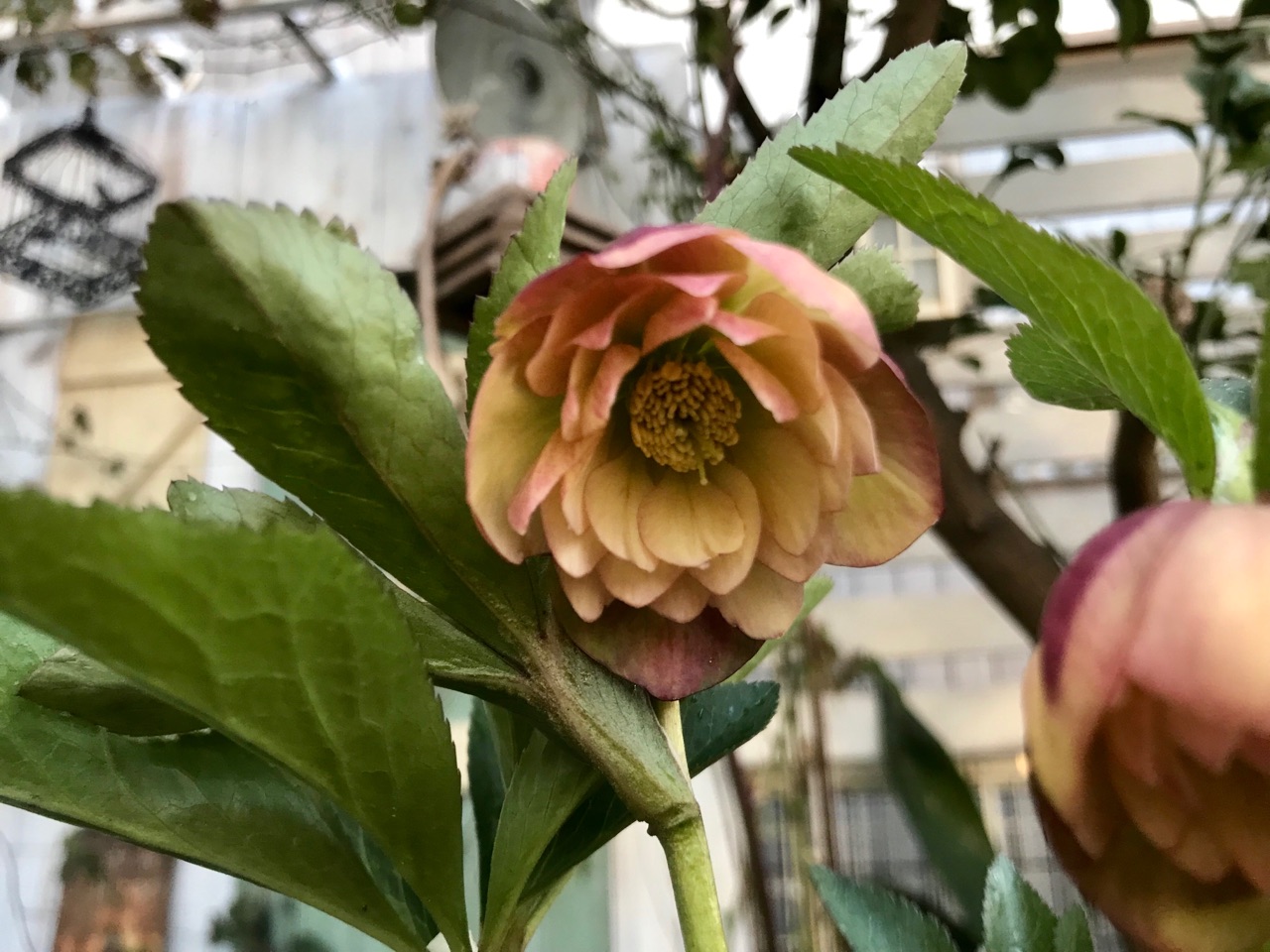 クリスマスローズ イエロー オレンジ 違う色で咲いたお気に入り のばらのガーデニングブログ Hana And Rose Garden Powered By ライブドアブログ