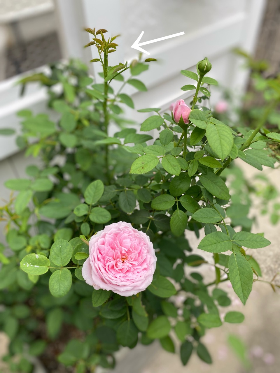 かおりかざりの色 猫との暮らし のばらのガーデニングブログ Hana And Rose Garden Powered By ライブドアブログ