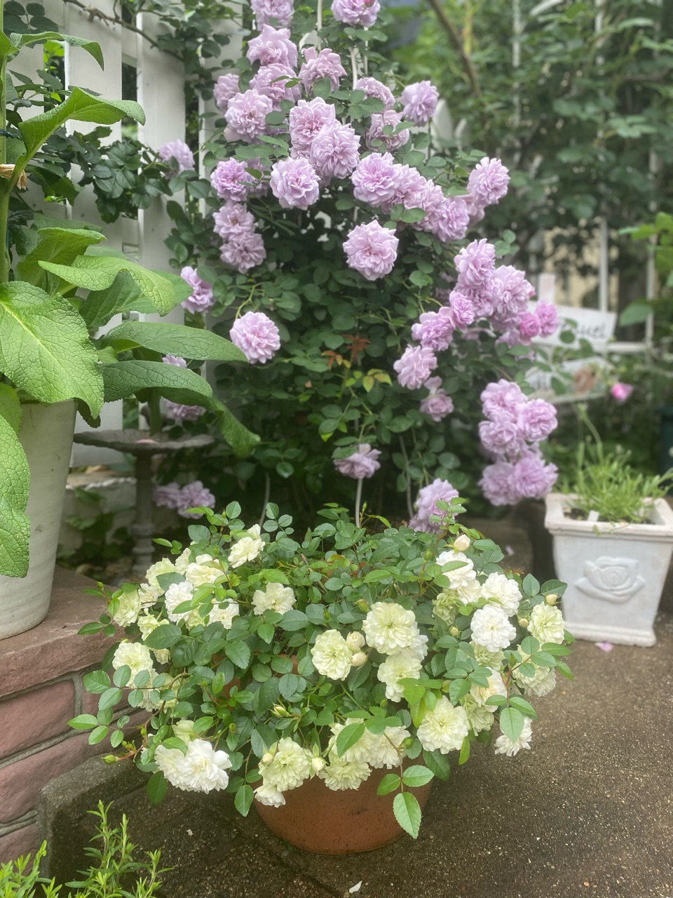 ᵔᴥᵔ)♡ツルバラ♡挿し穂 かわいいお庭♡挿し穂用カット枝 (ᵔᴥᵔ)