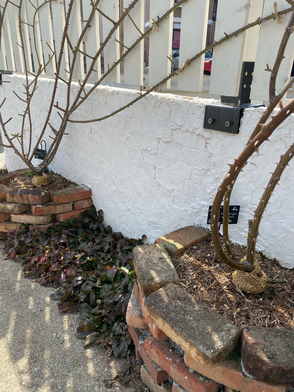 バラ2月 3月の作業 テッポウムシ対策 金たわし のばらのガーデニングブログ Hana And Rose Garden Powered By ライブドアブログ