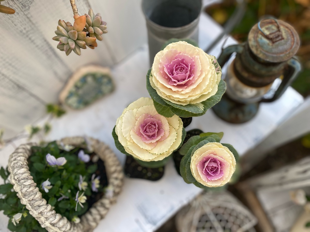 踊り葉牡丹 に挑戦 こんな種類を選びます のばらのガーデニングブログ Hana And Rose Garden Powered By ライブドアブログ