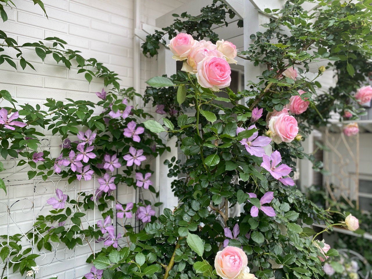 月刊写真集。8冊【バラ・組み合わせ可】 バラ🌹のある風景❤️🩷🧡｜園芸日記byレイラちゃん｜みんなの趣味の