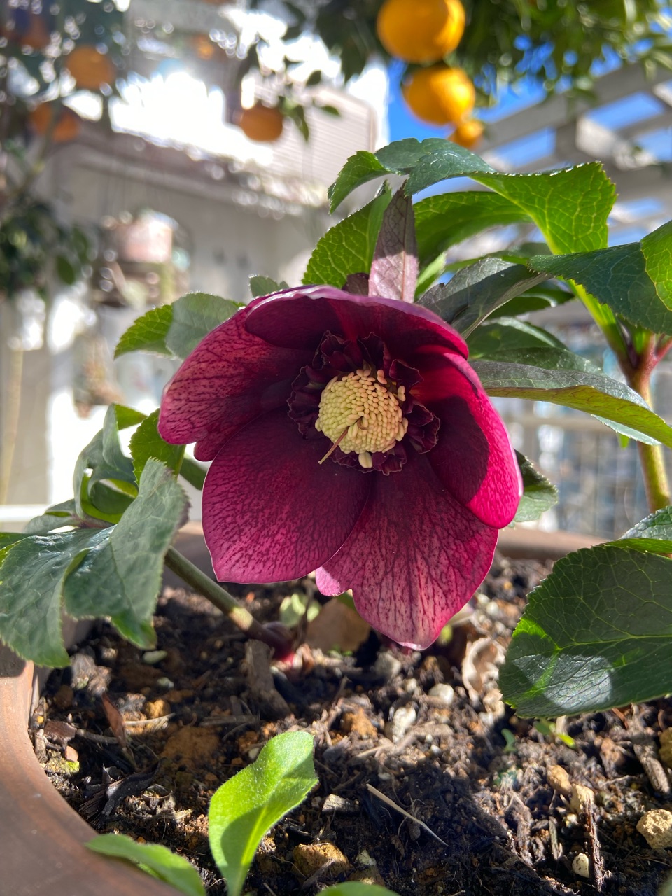 開花!クリスマスローズ|廃棄処分寸前の苗 : のばらの 開花!クリスマスローズ|廃棄処分寸前の苗 : のばらの