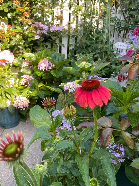 IMG_2001