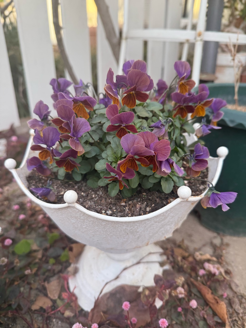 寒空にビオラ、可愛いですよﾈ♡ : のばらのガーデニングブログ Hana