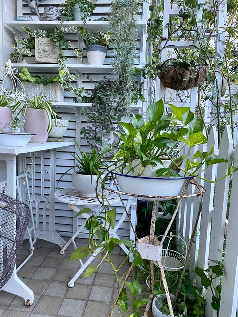 *50円のオリヅルラン猫には毒? : のばらのガーデニングブログ