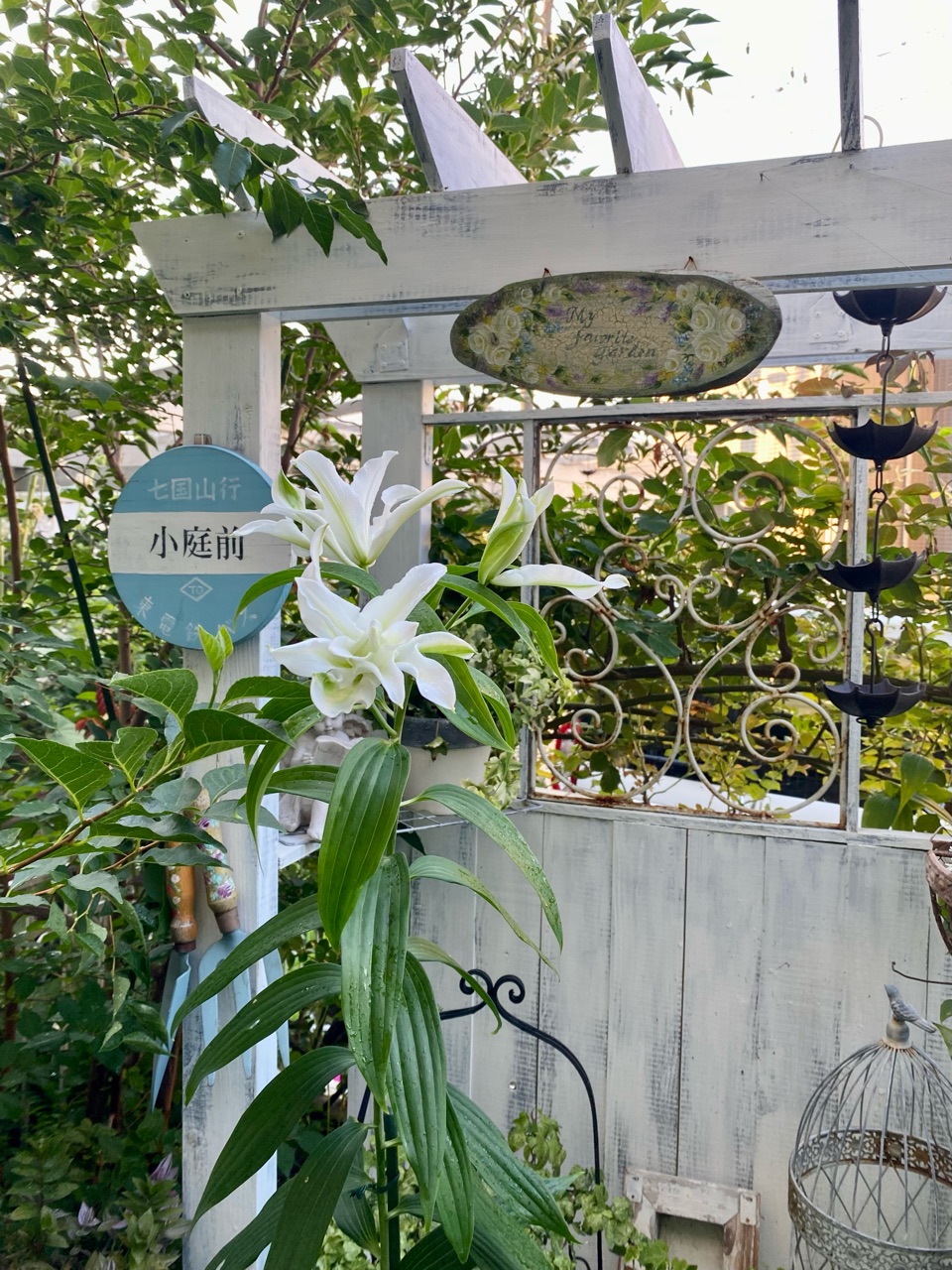 八重咲きのカサブランカが咲いました♪ : のばらのガーデニングブログ