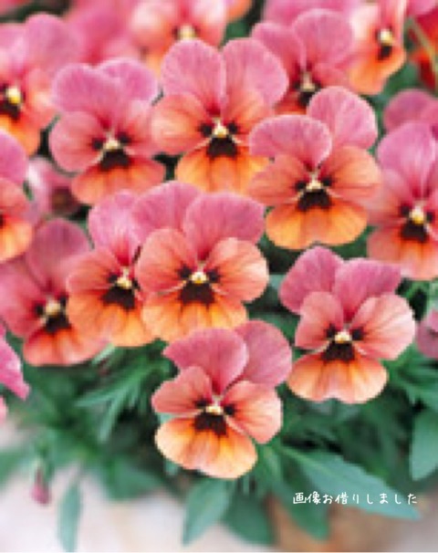 {95C93CDF-C783-4D7F-83A5-1AACEB5EC4B8}