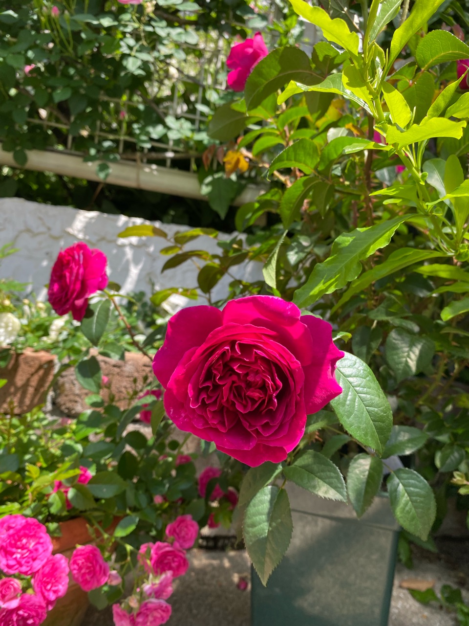 薔薇　バラ 京成バラ園芸2025新品種② おとぎ話のおまじない - シムサラビン