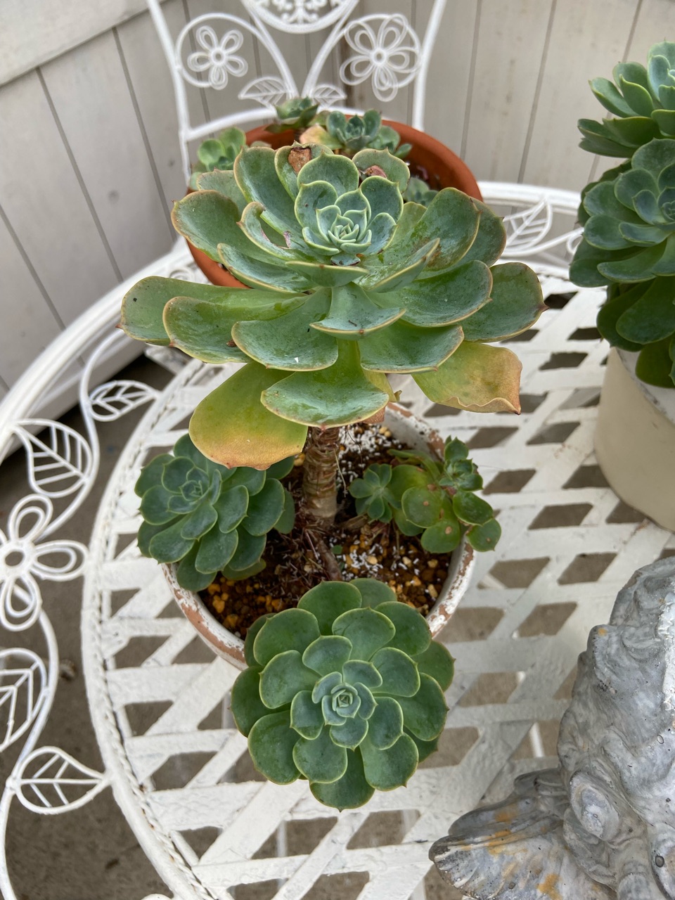 崩れタ肉】七福神を極める！！ダメ元葉挿し軍団。 : のばらの  