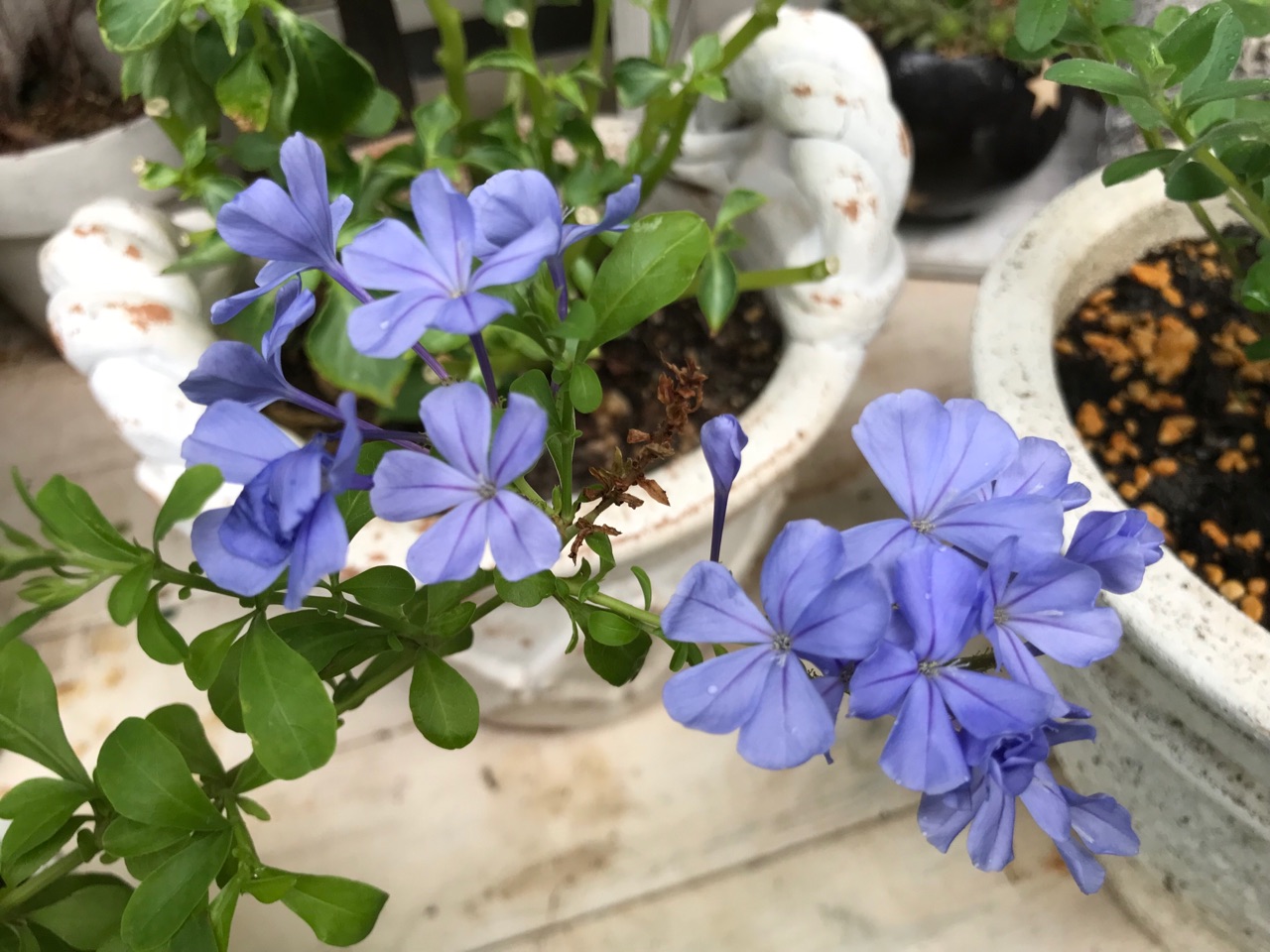 爽やか夏の青い花 アメリカンブルー ルリマツリ 小庭で生き生きなバラ のばらのガーデニングブログ Hana And Rose Garden Powered By ライブドアブログ