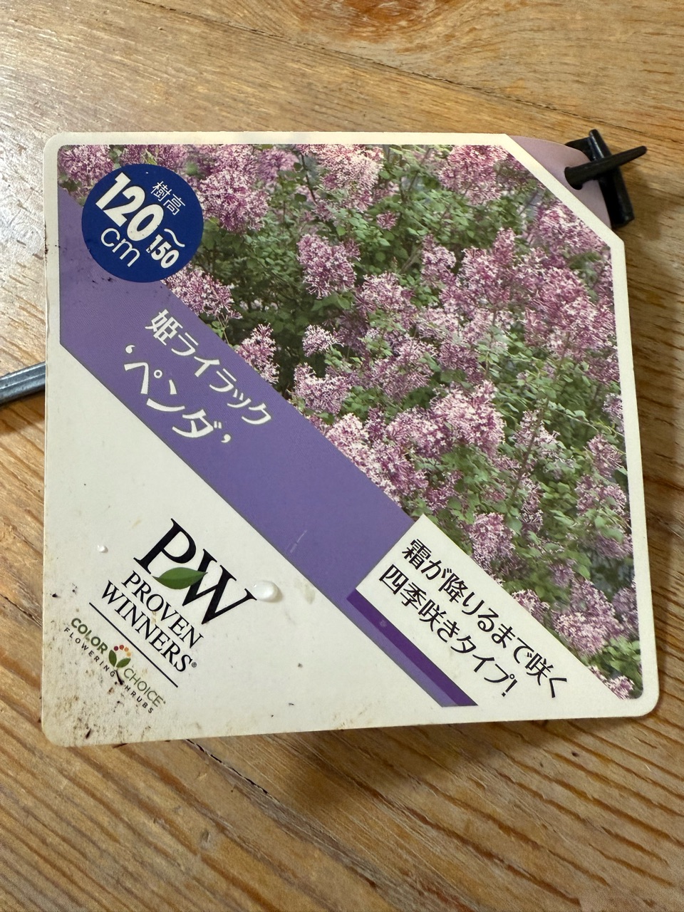 姫 ライラック ペンダ 姫ライラック ペンダ ふんわりピンクの花と良い