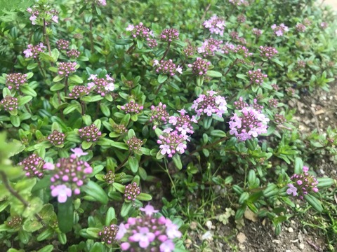 ４月 ５月の庭と花 のばらのガーデニングブログ Hana And Rose Garden Powered By ライブドアブログ